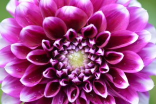 嬌琴紗 花卉機械設備的復活節之白