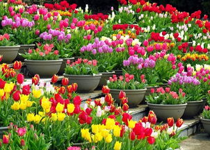 球根花卉種植搭配攻略與機械設(shè)備應(yīng)用指南